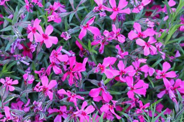 Pembe Phlox subulata, bahar çiçekleri.. 