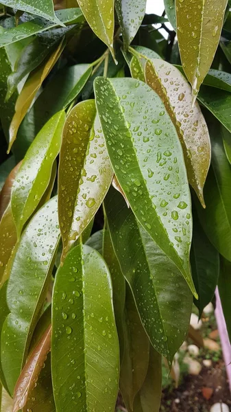 Листья Зеленой Воды Капли Дождя Свежие Новые Фона — стоковое фото