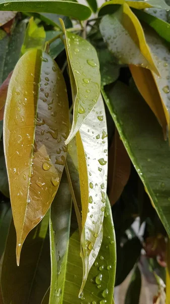 Листья Зеленой Воды Капли Дождя Свежие Новые Фона — стоковое фото