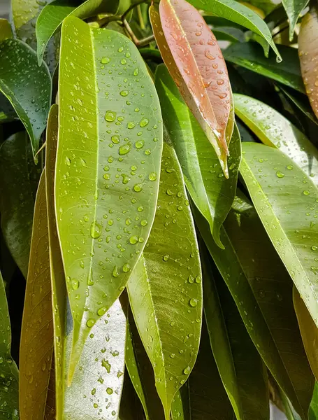 緑の水が雨を降らせ — ストック写真