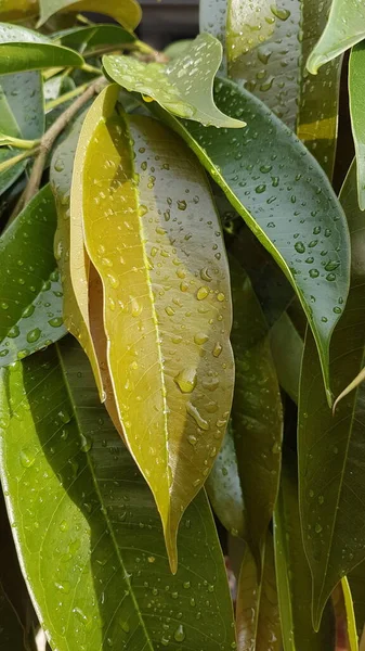 緑の水が雨を降らせ — ストック写真