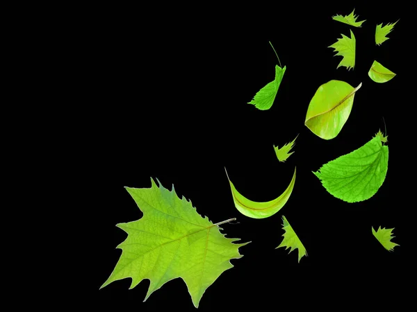 Frühling Grüne Blätter Frisch Isoliert Fliegen Auf Die Luft Fallen — Stockfoto