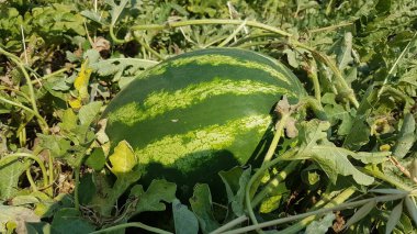 watemelon water melon on the meadow in summer greece food fruit