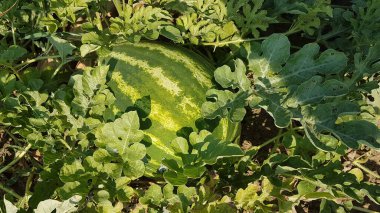 watemelon water melon on the meadow in summer greece food fruit