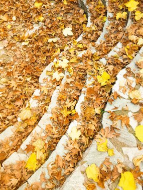 autumn path with dry yellow leaves of platanus trees in pili city trikala  greece