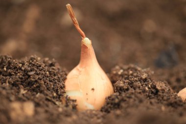 Soğan soğanı soğan soğanı toprak makro yeni çerçeve büyüyen hasat