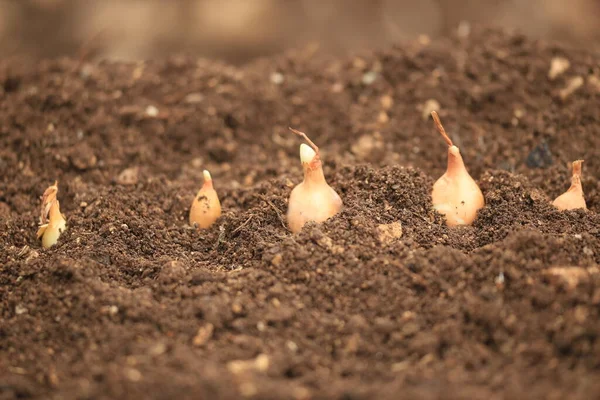 Onion Onions Bulb Soil Macro New Framing Growing Harvest — Stock Photo, Image