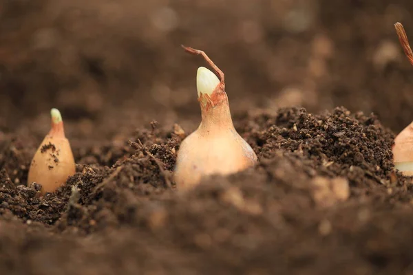 Soğan Soğanı Soğan Soğanı Toprak Makro Yeni Çerçeve Büyüyen Hasat — Stok fotoğraf
