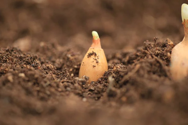 Soğan Soğanı Soğan Soğanı Toprak Makro Yeni Çerçeve Büyüyen Hasat — Stok fotoğraf