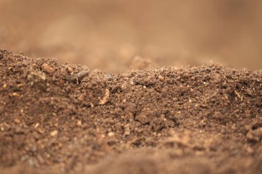 toprak ekimi ve izole edilmiş makro taze kahverengi bulanıklık