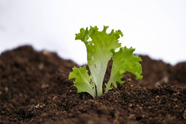 marul fidanlığı toprağı kahverengi makro izole arkaplan 