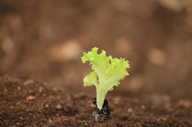 marul fidanlığı toprağı kahverengi makro izole arkaplan 