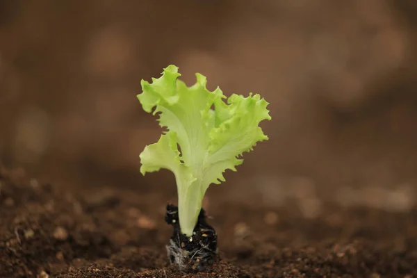 Salaatti Taimitarha Maaperä Ruskea Makro Eristetty Tausta — kuvapankkivalokuva