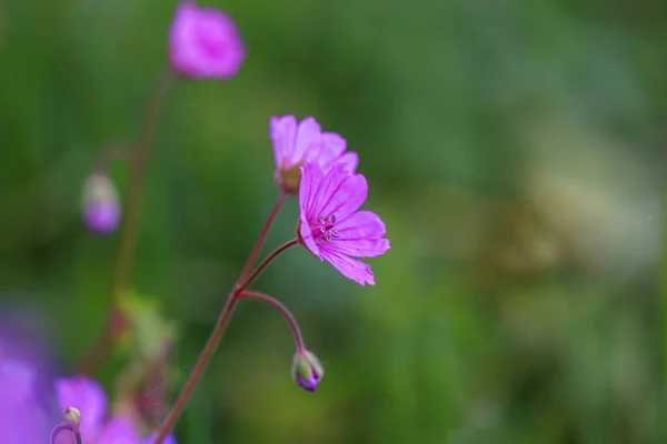 Kukat Vaaleanpunainen Pieni Vihreä Tausta Eristetty Medow Spirng Kreikkalaisessa Pääsiäisenä — kuvapankkivalokuva