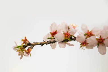 Badem badem badem bademler. Bahar arısı tozlaşma makrosu buharlaşır.