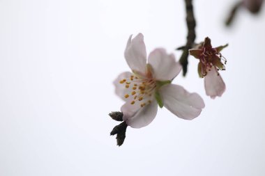 Badem badem badem bademler. Bahar arısı tozlaşma makrosu buharlaşır.