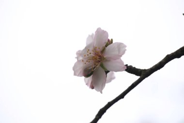 Badem badem badem bademler. Bahar arısı tozlaşma makrosu buharlaşır.