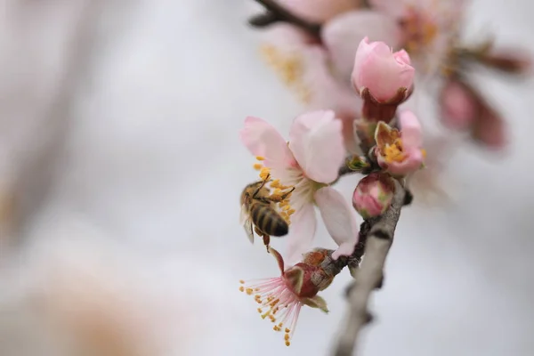 Blumen Mandeln Tee Biene Dämpft Bestäubung Makro Spirng — Stockfoto