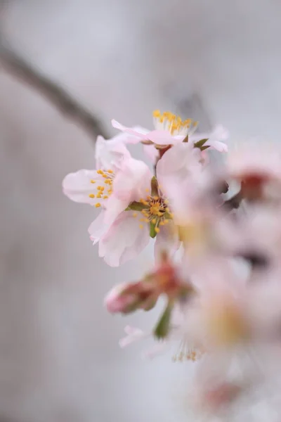 Bloemen Amandel Amandelen Tee Bee Stoomt Bestuiving Macro Spirng Beginnen — Stockfoto