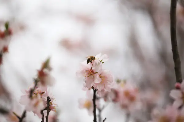 Άνθη Αμυγδάλου Almods Tee Μέλισσα Ατμούς Επικονίαση Μακροφύτευση Έναρξη — Φωτογραφία Αρχείου