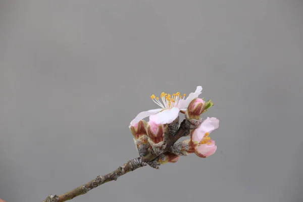 Květiny Mandlové Mandle Tee Bee Parní Opylení Makro Spirála Začíná — Stock fotografie