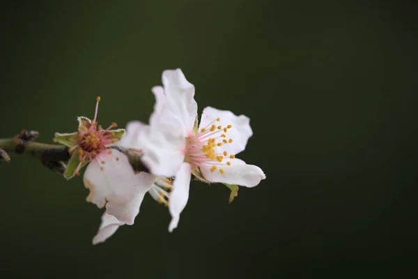 Flowers Almond Almods Tee Bee Steams Pollination Macro Spirng Starting — Stock Photo, Image