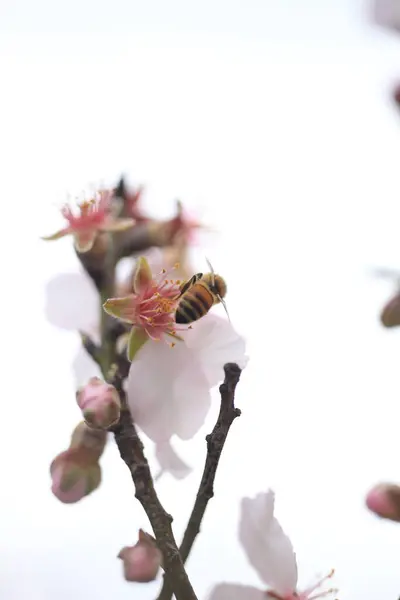 Blumen Mandeln Tee Biene Dämpft Bestäubung Makro Spirng — Stockfoto