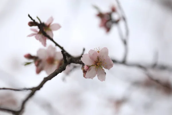 Fiori Mandorle Mandorle Tee Ape Vapori Impollinazione Macro Spirng Inizio — Foto Stock