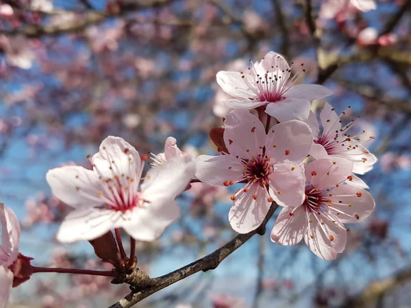 Damson Çiçekleri Yalıtılmış Bahar Çiçeği — Stok fotoğraf