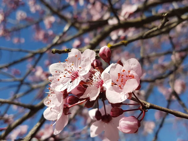 ダムソンの花春の背景の花 — ストック写真