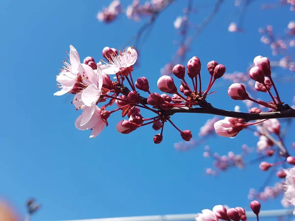 Zwetschge Blumen Isoliert Frühling Hintergrund Blume — Stockfoto