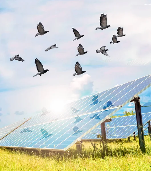solar panels birds electricity photovoltaic park sky clouds spring season lawn