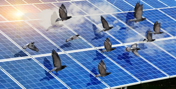 solar panels birds electricity photovoltaic park sky clouds spring season  sustainability