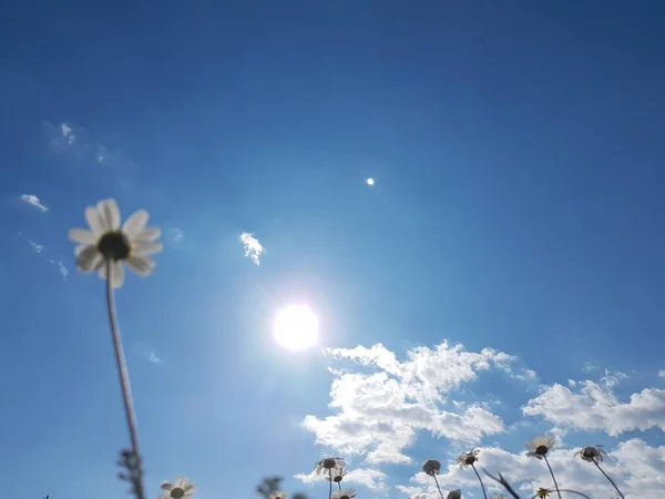 Солнце Небо Голубой Солнечный День Спирали Фоновых Цветов Маргаритки — стоковое фото