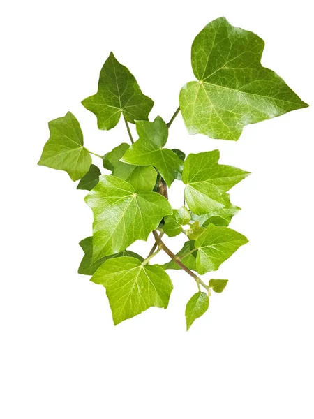 Πράσινα Φύλλα Κισσού Απομονωμένα Νωπά Για Φόντο — Φωτογραφία Αρχείου