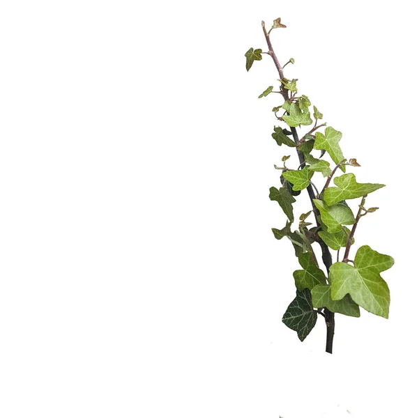 Ivy Green Leaves Isolated Fresh Background — Stock Photo, Image