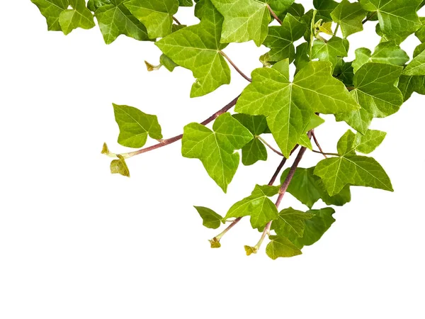 Efeu Grüne Blätter Isoliert Frisch Für Hintergrund — Stockfoto
