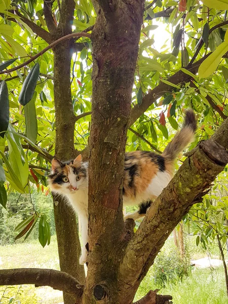 Tabby Kot Wspina Się Gałęzie Drzewa Zielony Liście Liść Wiosna — Zdjęcie stockowe