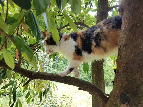 Tabby Kot Wspina Się Gałęzie Drzewa Zielony Liście Liść Wiosna — Zdjęcie stockowe