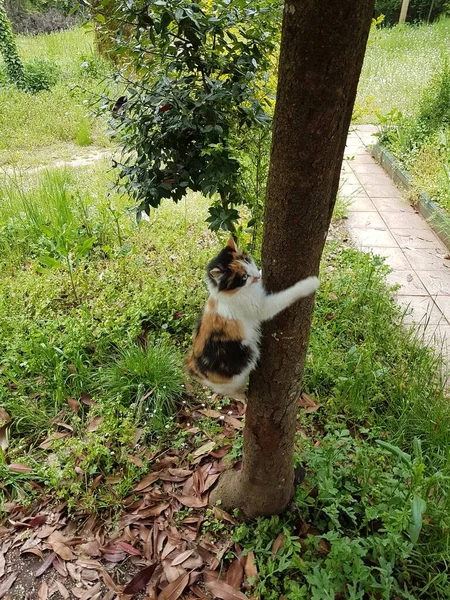 タビー猫は木の枝緑葉春野生 — ストック写真