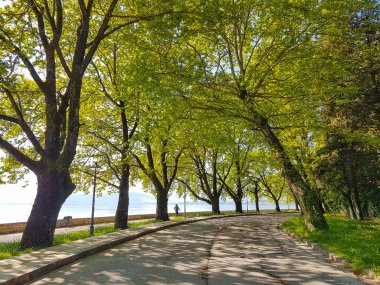 Pamvotis Gölü 'nün halka yolunda platanus ağaçları olan ioannina şehir gölü bölgesi.