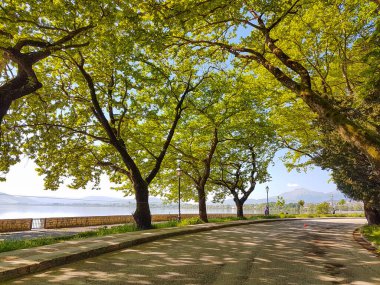 Pamvotis Gölü 'nün halka yolunda platanus ağaçları olan ioannina şehir gölü bölgesi.