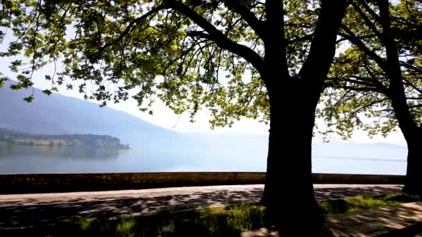 Giannena Ioannina Cidade Pelo Lago Manhã Com Árvores Platanus Enormes — Vídeo de Stock