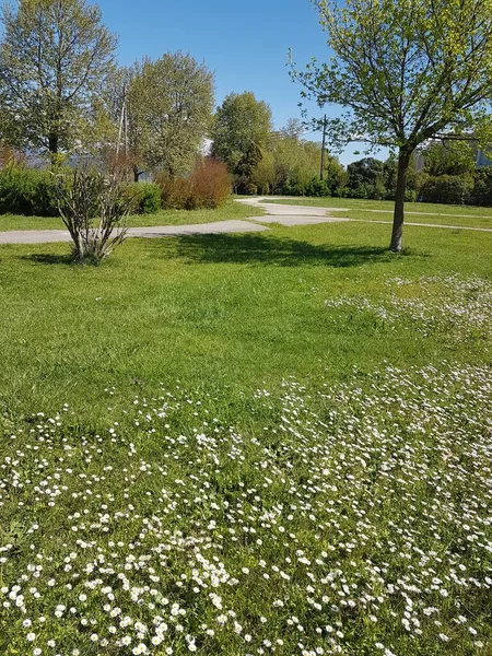 Caminos Jardín Carretera Primavera Con Césped Verde Abetos Árboles Día —  Fotos de Stock