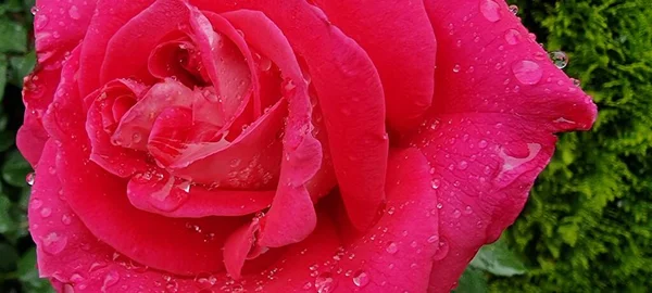 バラの花の花びらに水が落ちる赤い新鮮な糸の背景マクロ — ストック写真