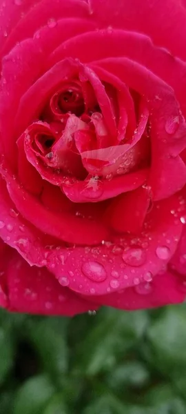 Rosse Τριαντάφυλλα Σταγόνες Νερού Στα Πέταλα Κόκκινο Φρέσκο Srping Φόντο — Φωτογραφία Αρχείου