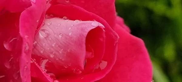 rosse roses, water drops on the petals red fresh srping background macro