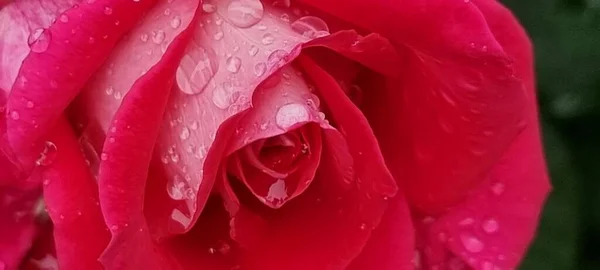 Rosarote Rosen Wassertropfen Auf Den Blütenblättern Roter Frischer Hintergrund — Stockfoto