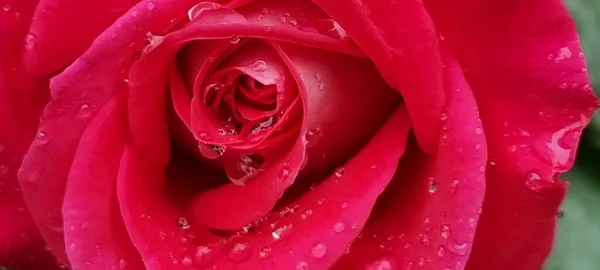Rosarote Rosen Wassertropfen Auf Den Blütenblättern Roter Frischer Hintergrund — Stockfoto