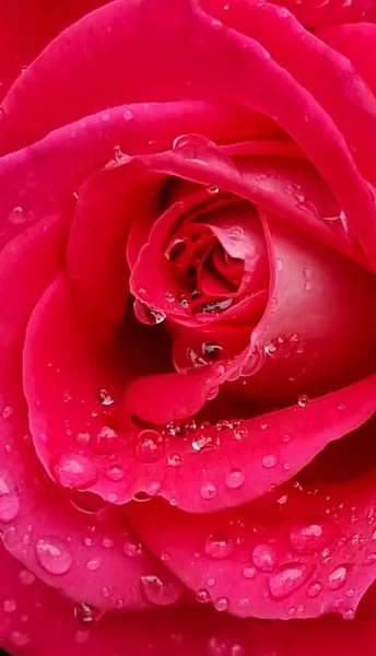 Rosas Rosse Gotas Agua Los Pétalos Rojo Fresco Srping Fondo —  Fotos de Stock